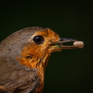 Redwell   20 06 2020   D800   Les 62.jpg